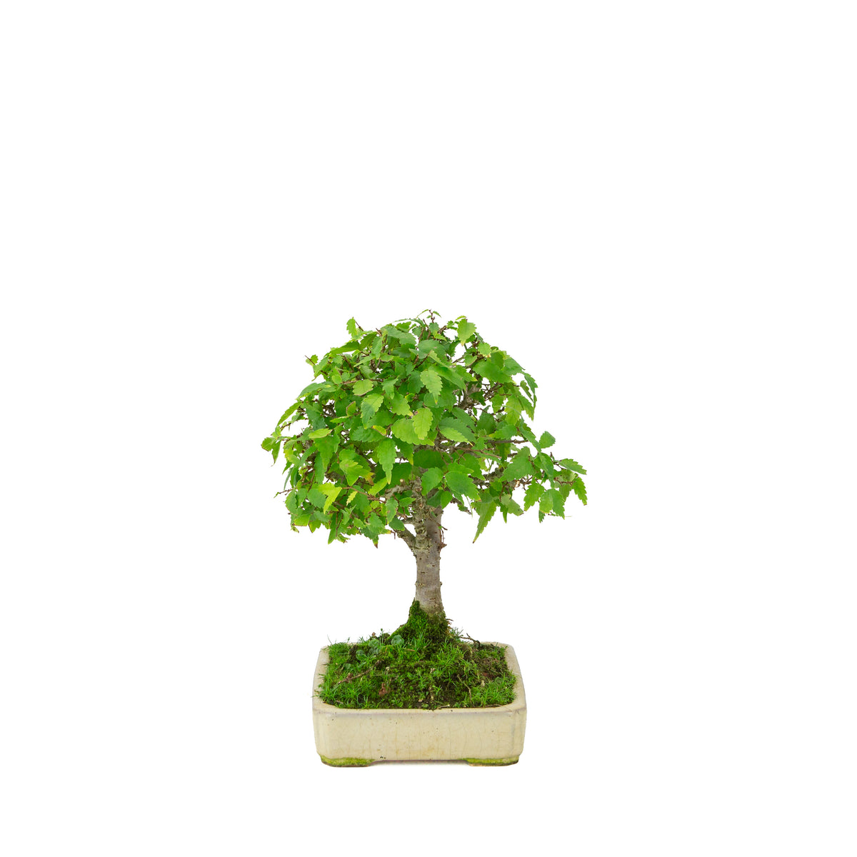 Zelkova serrata cremefarvet rektangulær potte 18 cm, højde ~26 cm