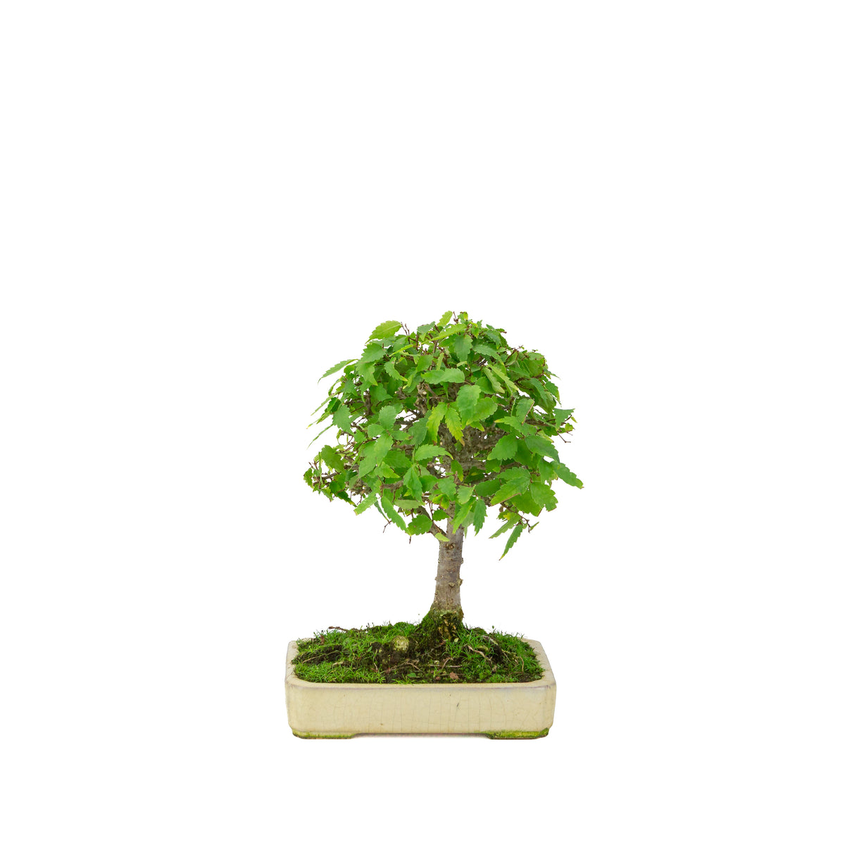 Zelkova serrata cremefarvet rektangulær potte 18 cm, højde ~26 cm