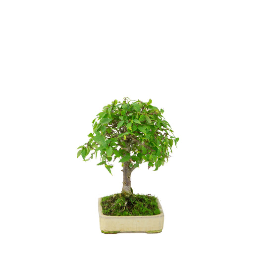 Zelkova serrata cremefarvet rektangulær potte 18 cm, højde ~26 cm