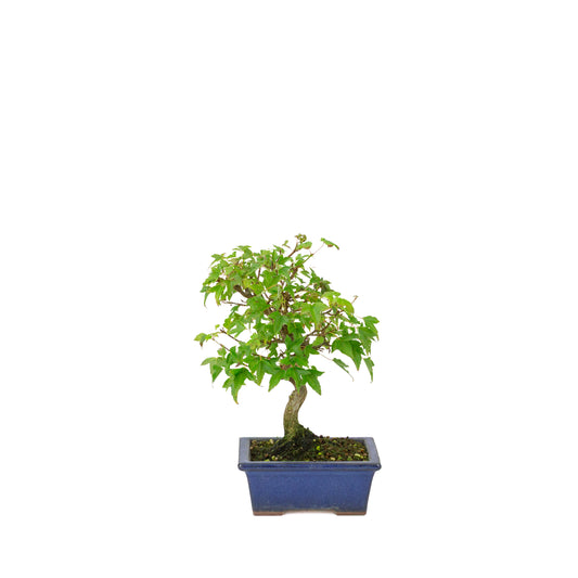 Acer buergerianum blå rektangulær krukke 13cm, højde ~24cm