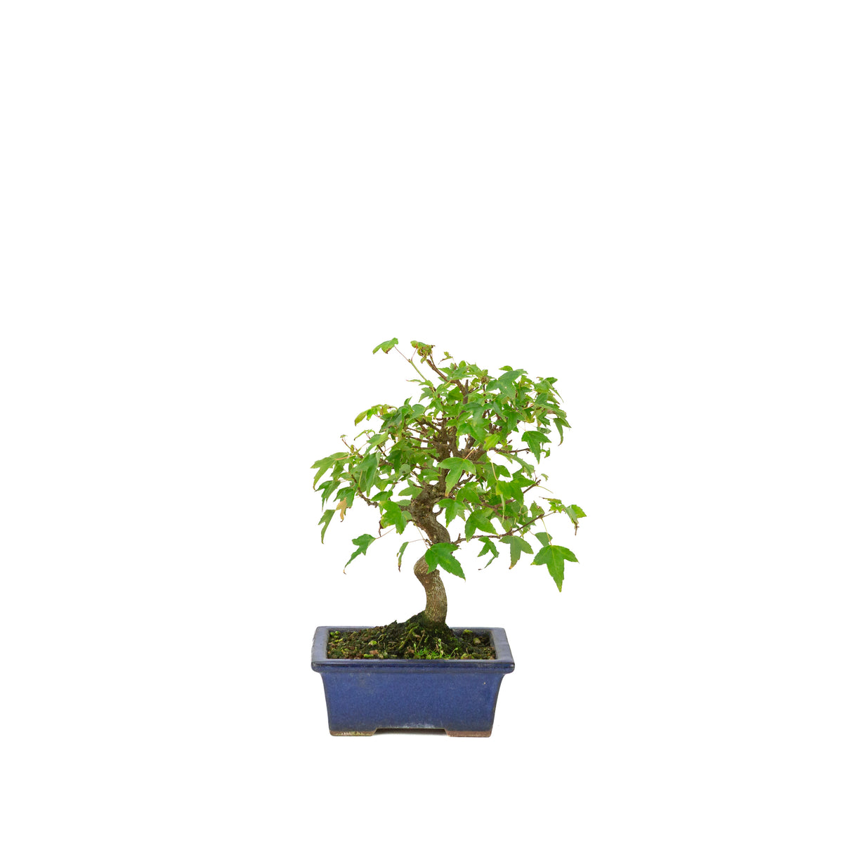 Acer buergerianum blå rektangulær krukke 13cm, højde ~24cm