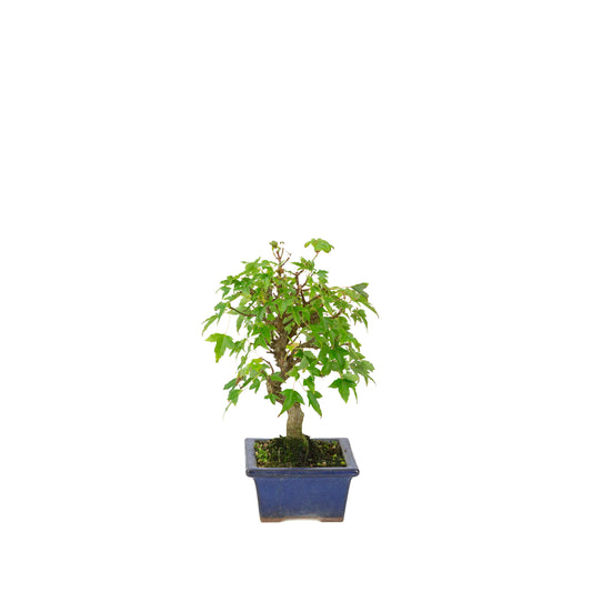 Acer buergerianum blå rektangulær krukke 13cm, højde ~24cm