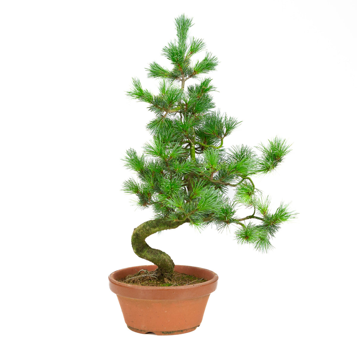 Pinus parviflora terrakottakrukke 19 cm, højde ~53 cm