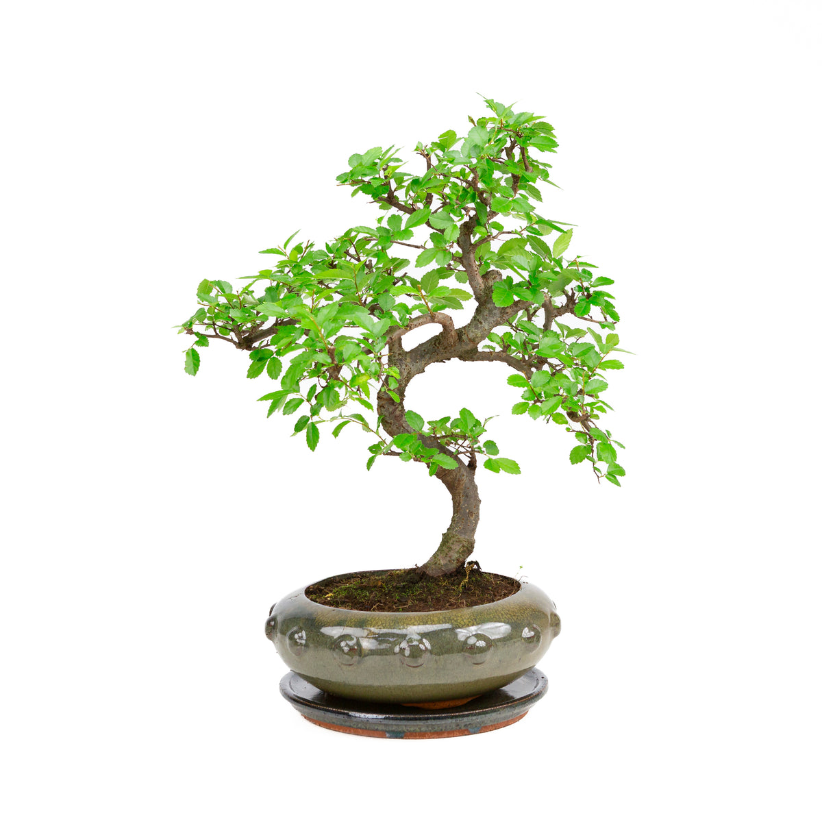 Zelkova Bonsai in groene ronde pot 21cm, hoogte ~40cm