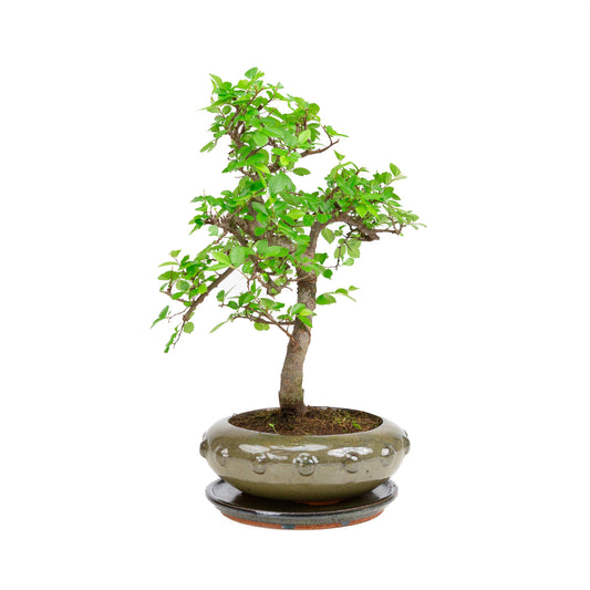 Zelkova Bonsai i grøn rund krukke 23 cm, højde ~40 cm