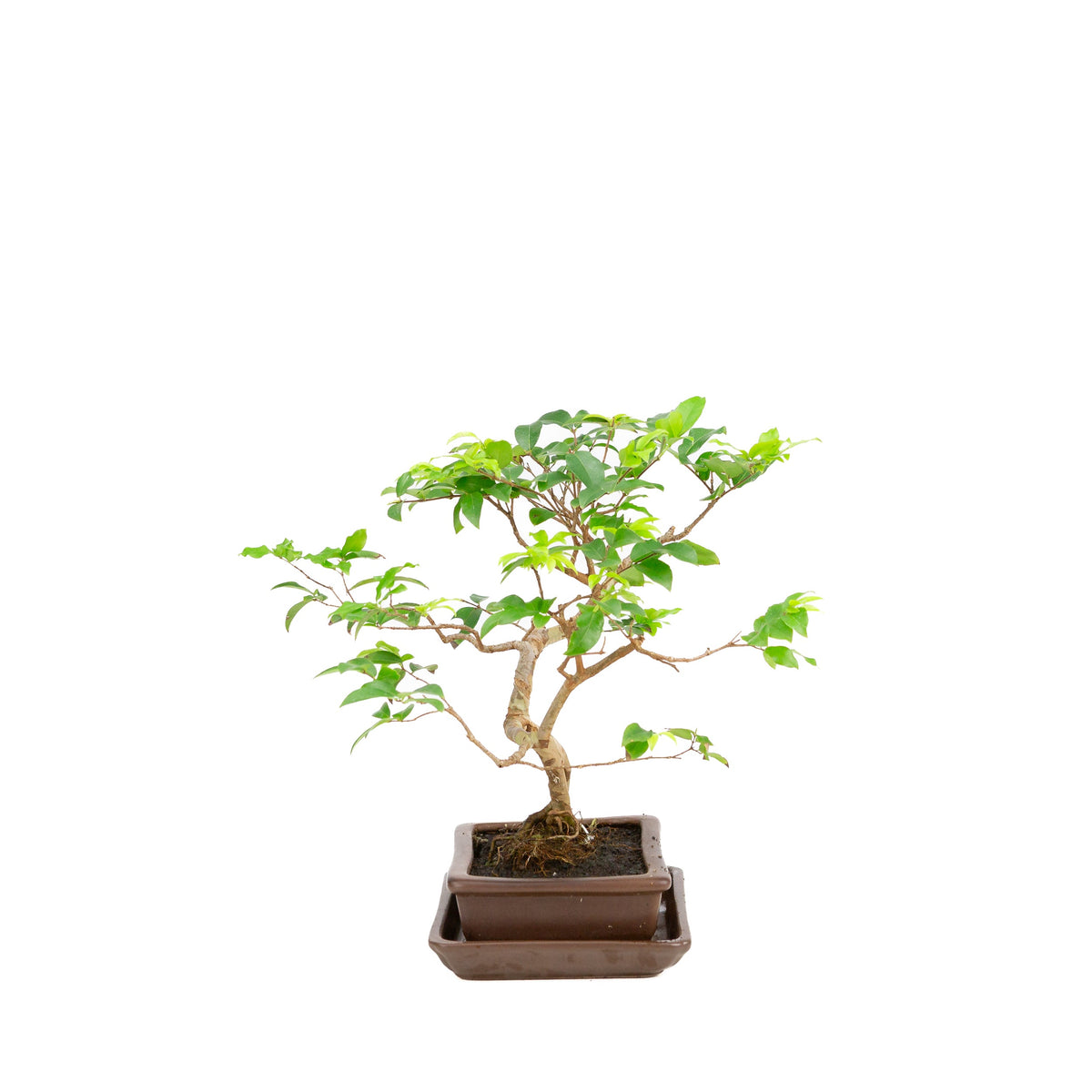 Syzygium bonsai i brun potte 16 cm, højde 28 cm