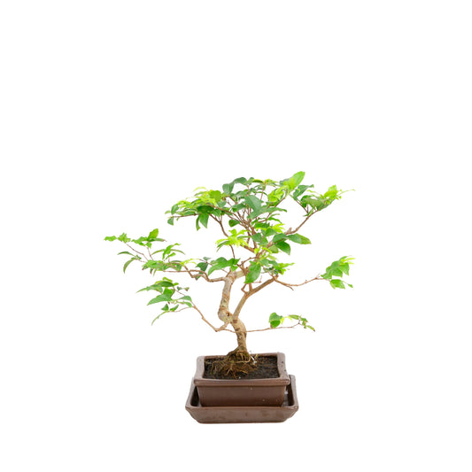 Syzygium bonsai i brun potte 16 cm, højde 28 cm