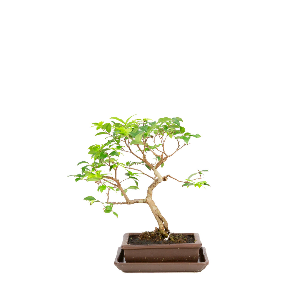 Syzygium bonsai i brun potte 16 cm, højde 28 cm