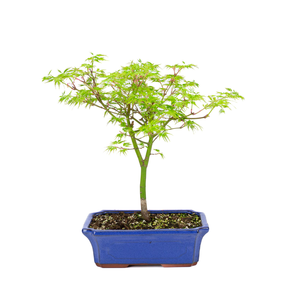 Acer palmatum 'Seiryu' (Japansk ahorn), højde ~39cm