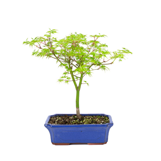 Acer palmatum 'Seiryu' (Japansk ahorn), højde ~39cm