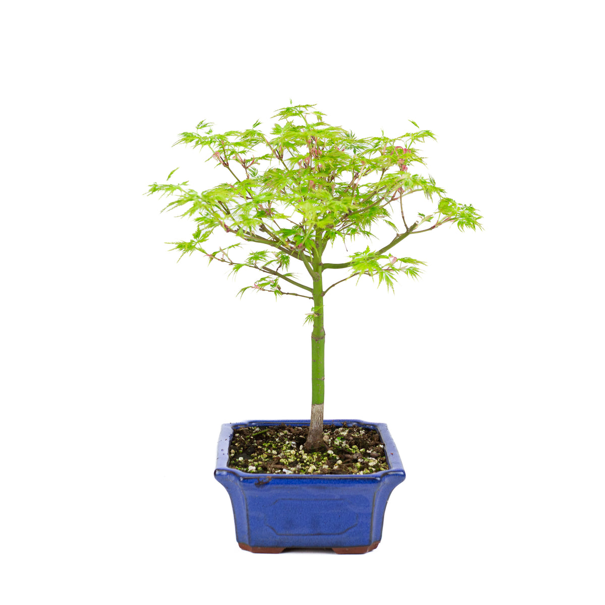 Acer palmatum 'Seiryu' (Japansk ahorn), højde ~39cm
