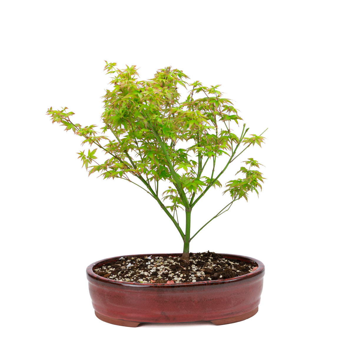 Acer palmatum 'Little Princess' (japansk ahorn), højde ~43 cm
