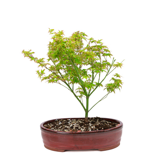 Acer palmatum 'Little Princess' (japansk ahorn), højde ~43 cm