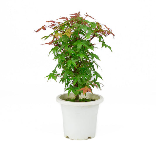 Acer palmatum plastpotte 13 cm, højde ~33 cm