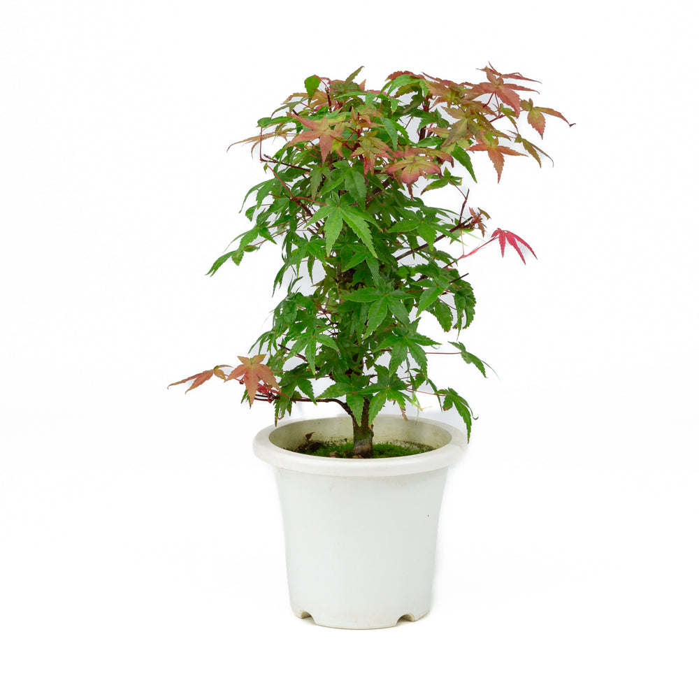 Acer palmatum plastpotte 13 cm, højde ~33 cm