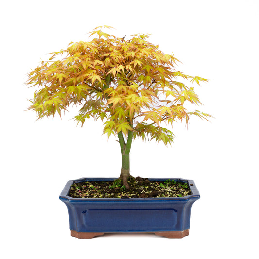 Acer palmatum 'Katsura' (Japansk ahorn), højde ~46 cm