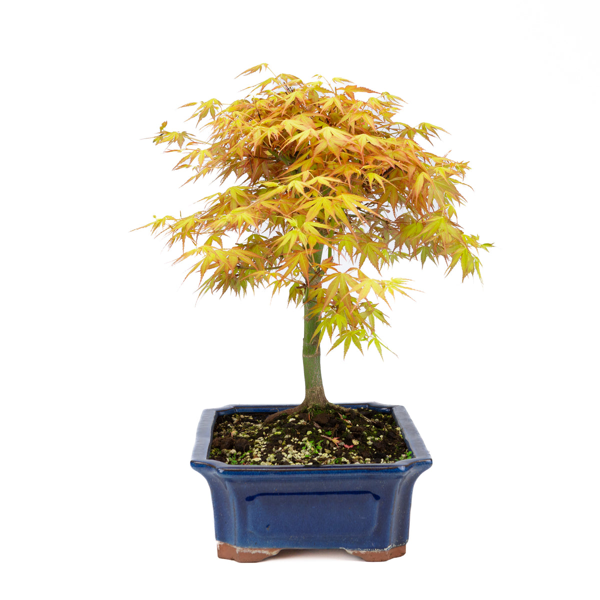 Acer palmatum 'Katsura' (Japansk ahorn), højde ~46 cm