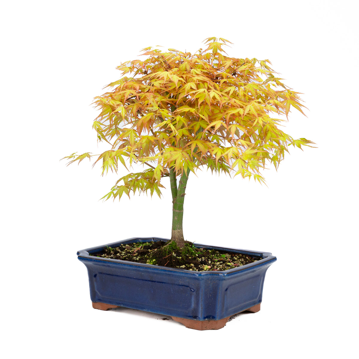 Acer palmatum 'Katsura' (Japansk ahorn), højde ~46 cm