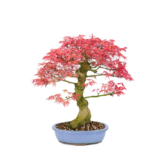 Acer palmatum 'Benichidori' (Japansk løn), højde ~38cm