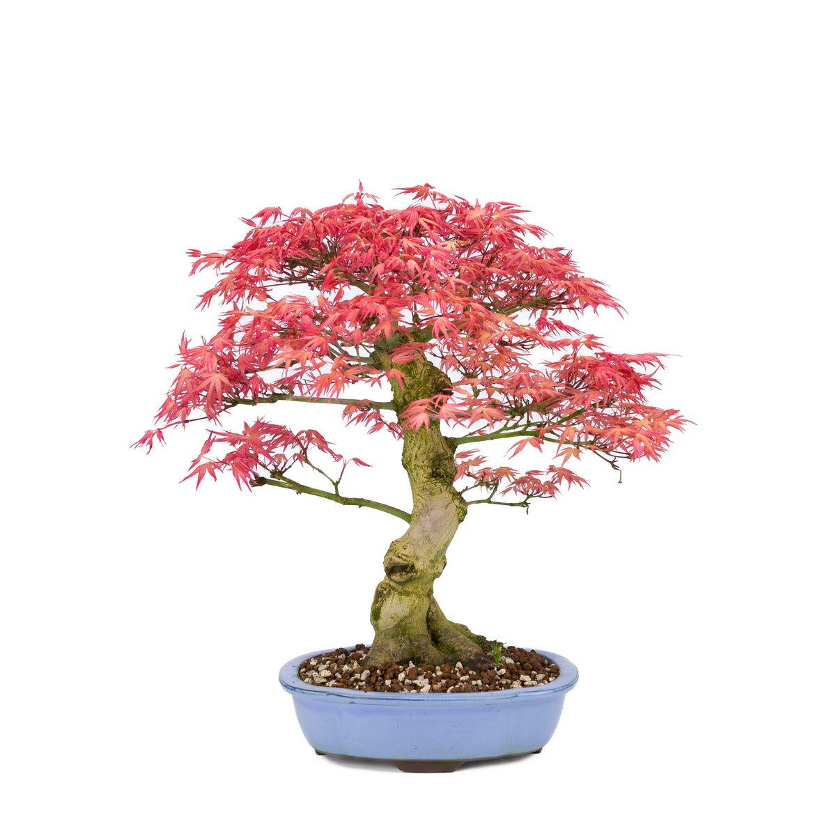 Acer palmatum 'Benichidori' (Japansk løn), højde ~38cm