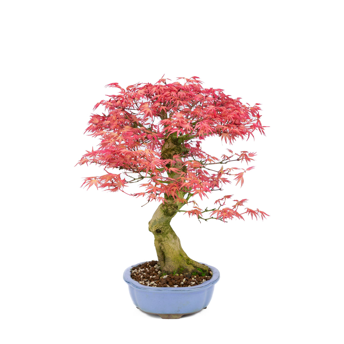 Acer palmatum 'Benichidori' (Japansk løn), højde ~38cm