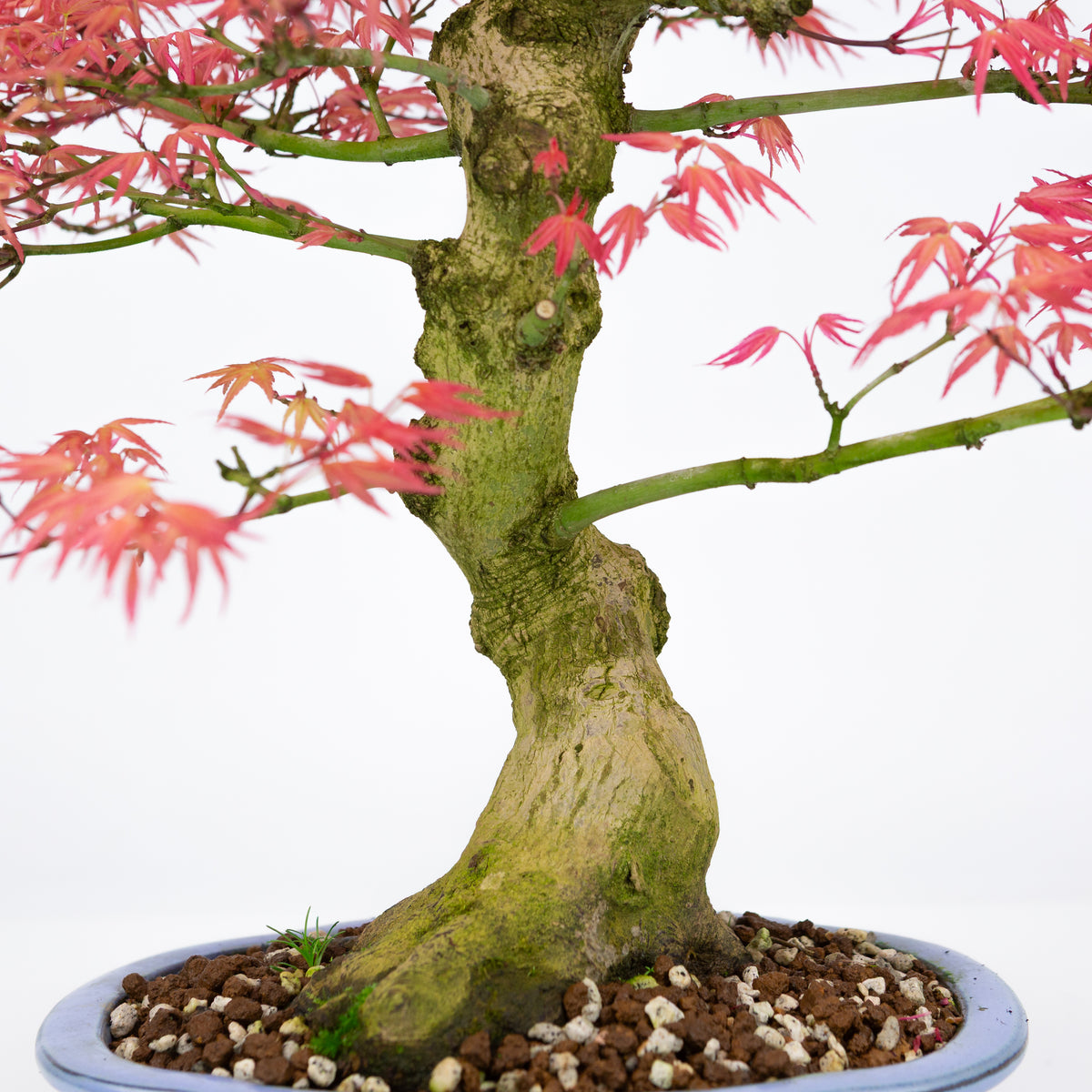 Acer palmatum 'Benichidori' (Japansk løn), højde ~38cm