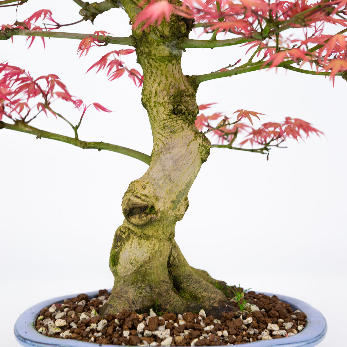 Acer palmatum 'Benichidori' (Japansk løn), højde ~38cm