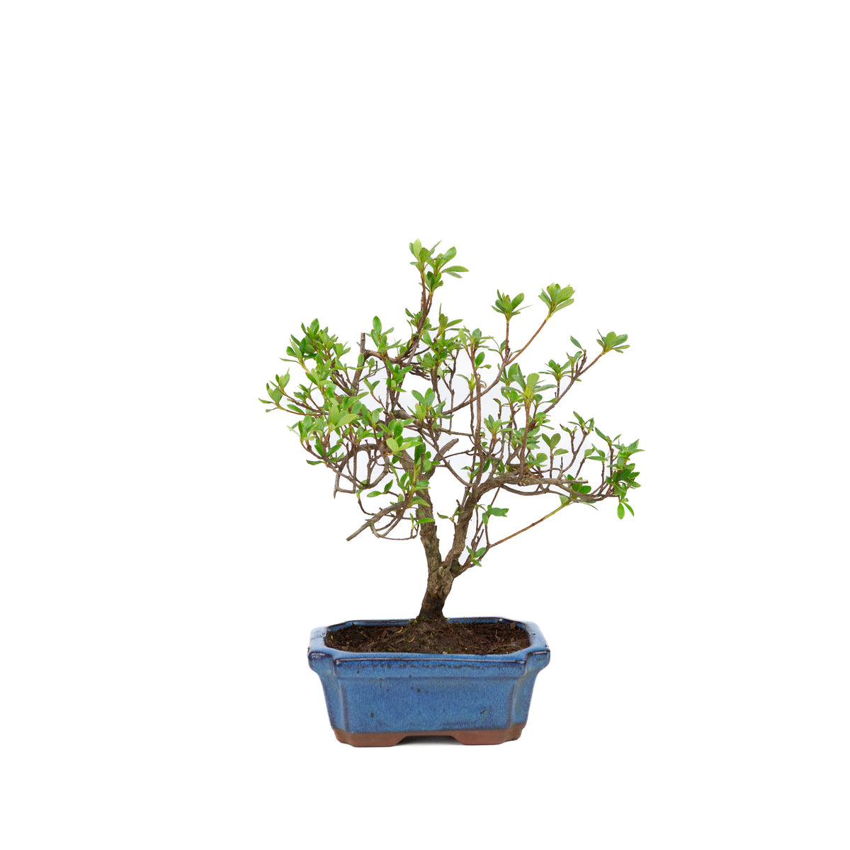 Rhododendron blå rektangulær potte 15cm, højde ~30cm