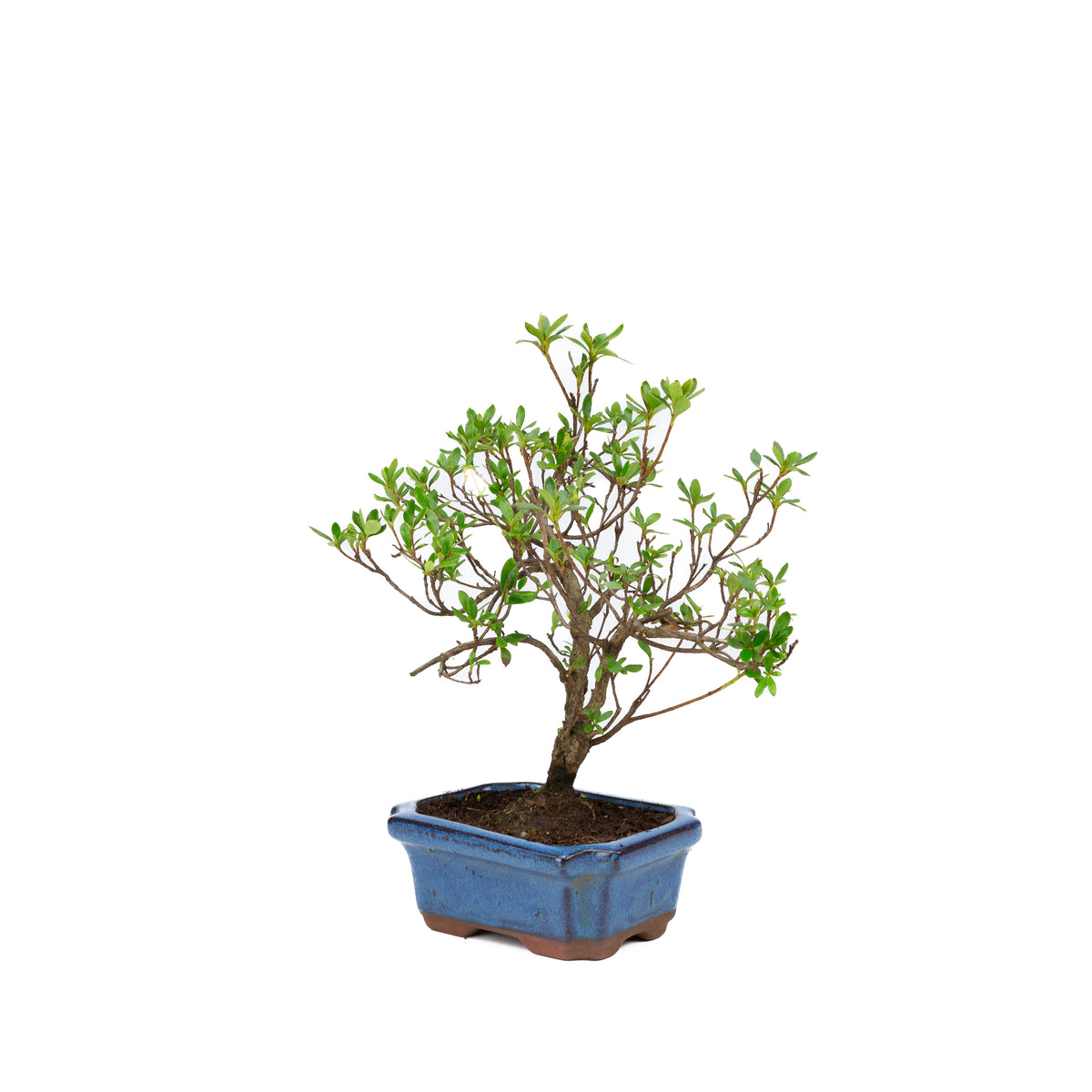 Rhododendron blå rektangulær potte 15cm, højde ~30cm