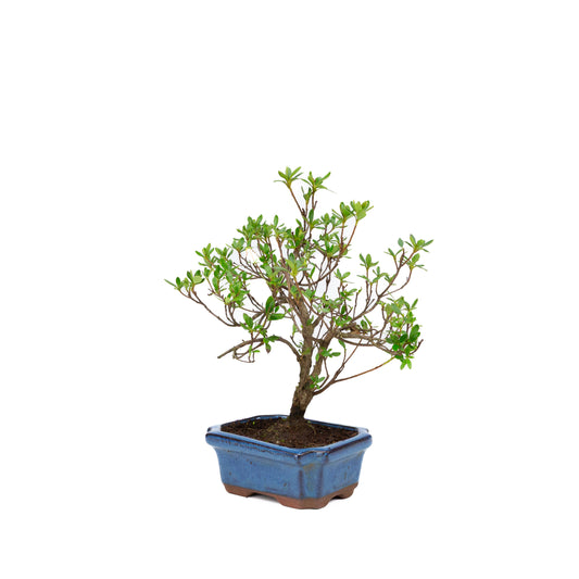Rhododendron blå rektangulær potte 15cm, højde ~30cm