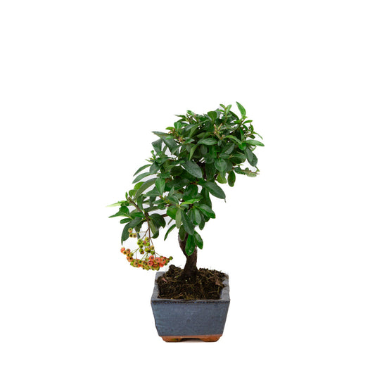 Pyracantha angustifolia blå rektangulær potte 15cm, højde ~30cm