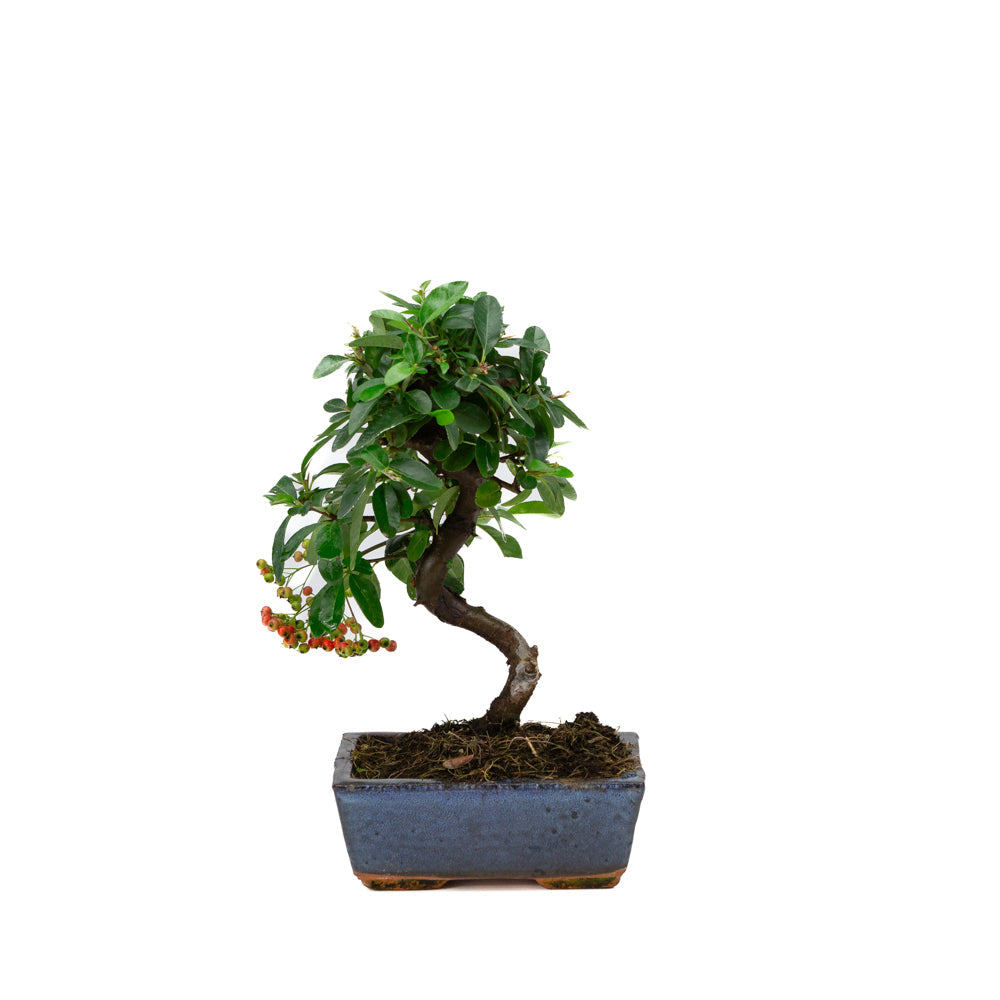Pyracantha angustifolia blå rektangulær potte 15cm, højde ~30cm