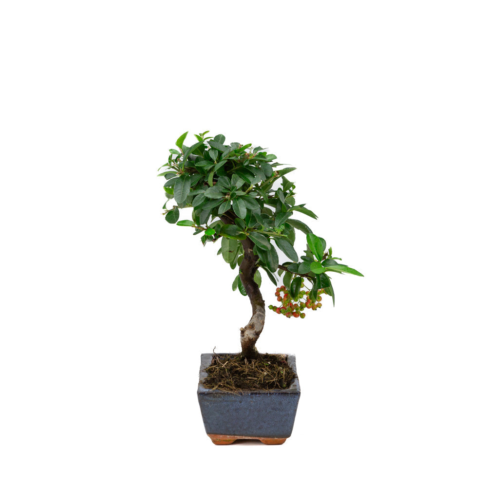 Pyracantha angustifolia blå rektangulær potte 15cm, højde ~30cm