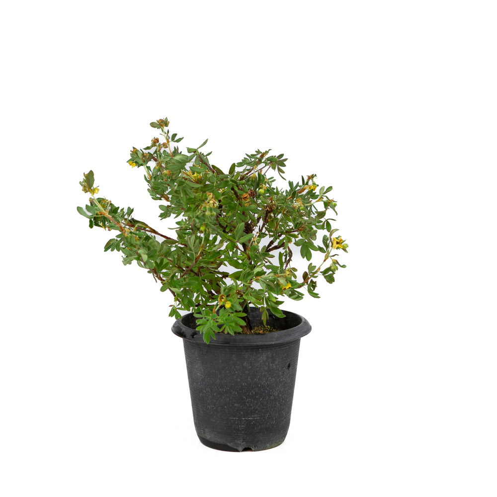 Potentilla fruticosa plastikkrukke 12cm, højde ~26cm