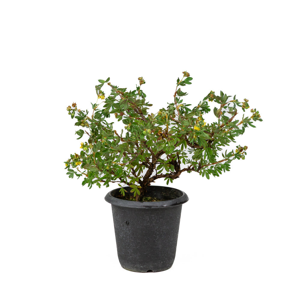 Potentilla fruticosa plastikkrukke 12cm, højde ~26cm