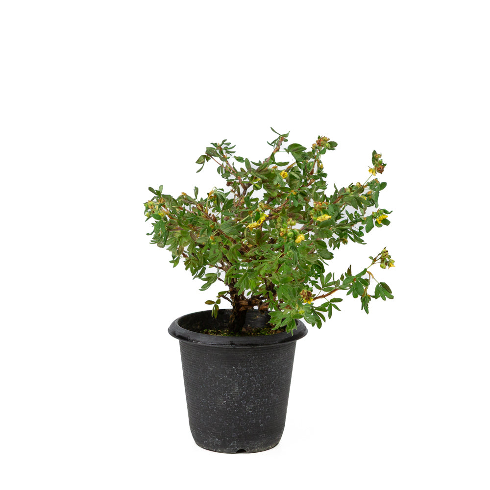 Potentilla fruticosa plastikkrukke 12cm, højde ~26cm