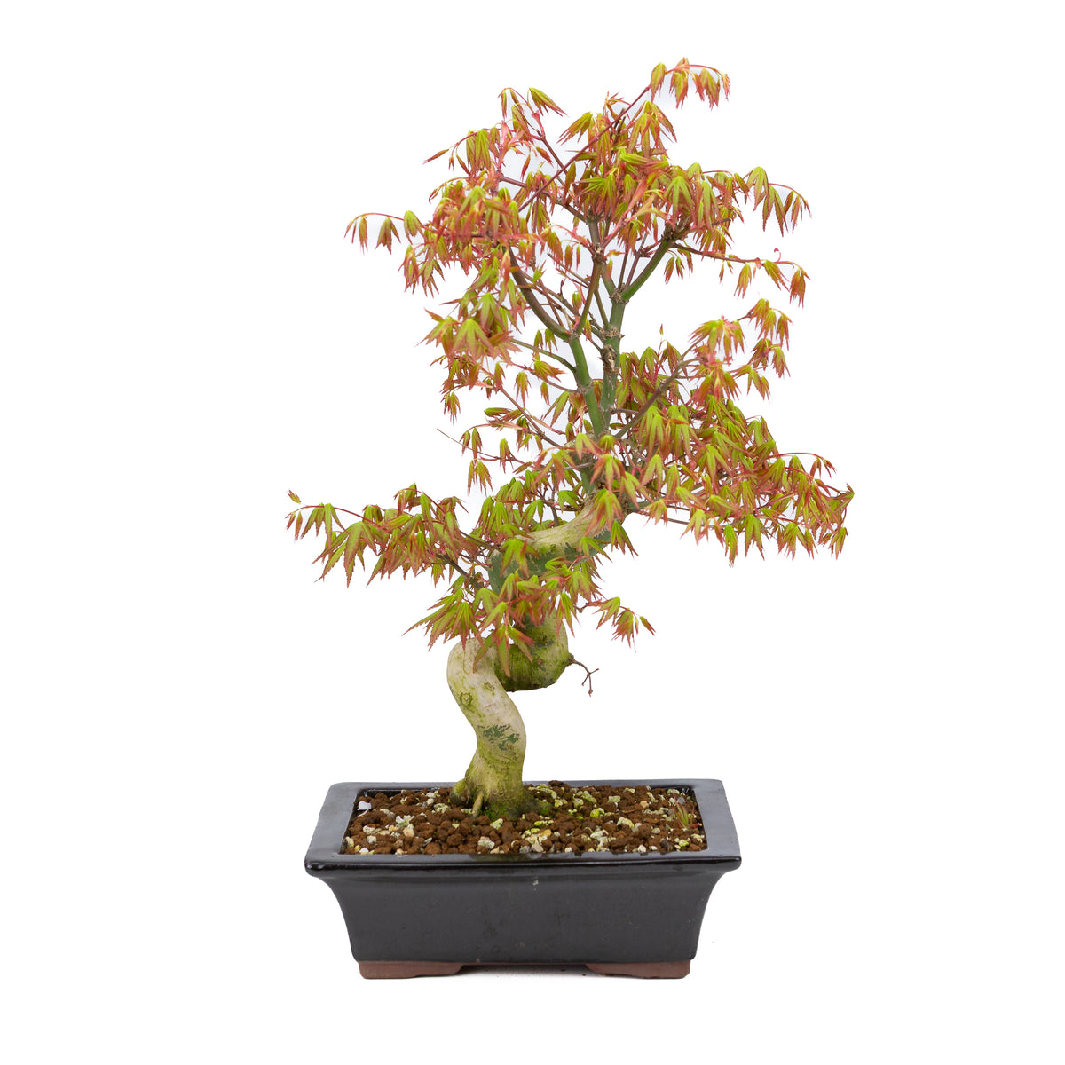 Acer palmatum (japansk ahorn), højde ~47cm