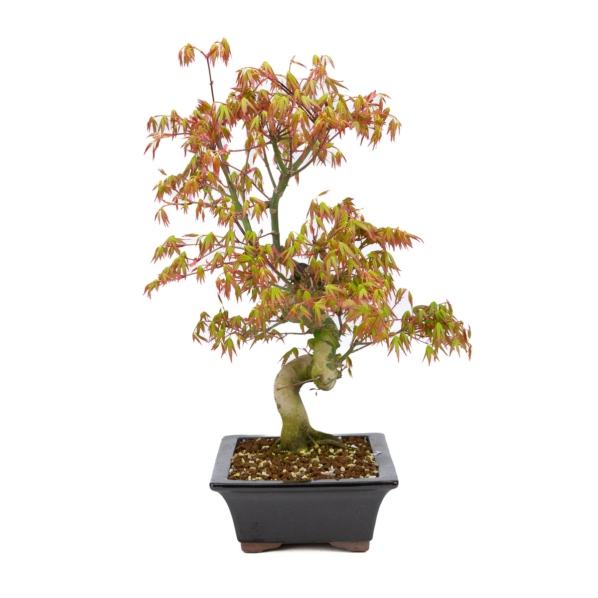 Acer palmatum (japansk ahorn), højde ~47cm