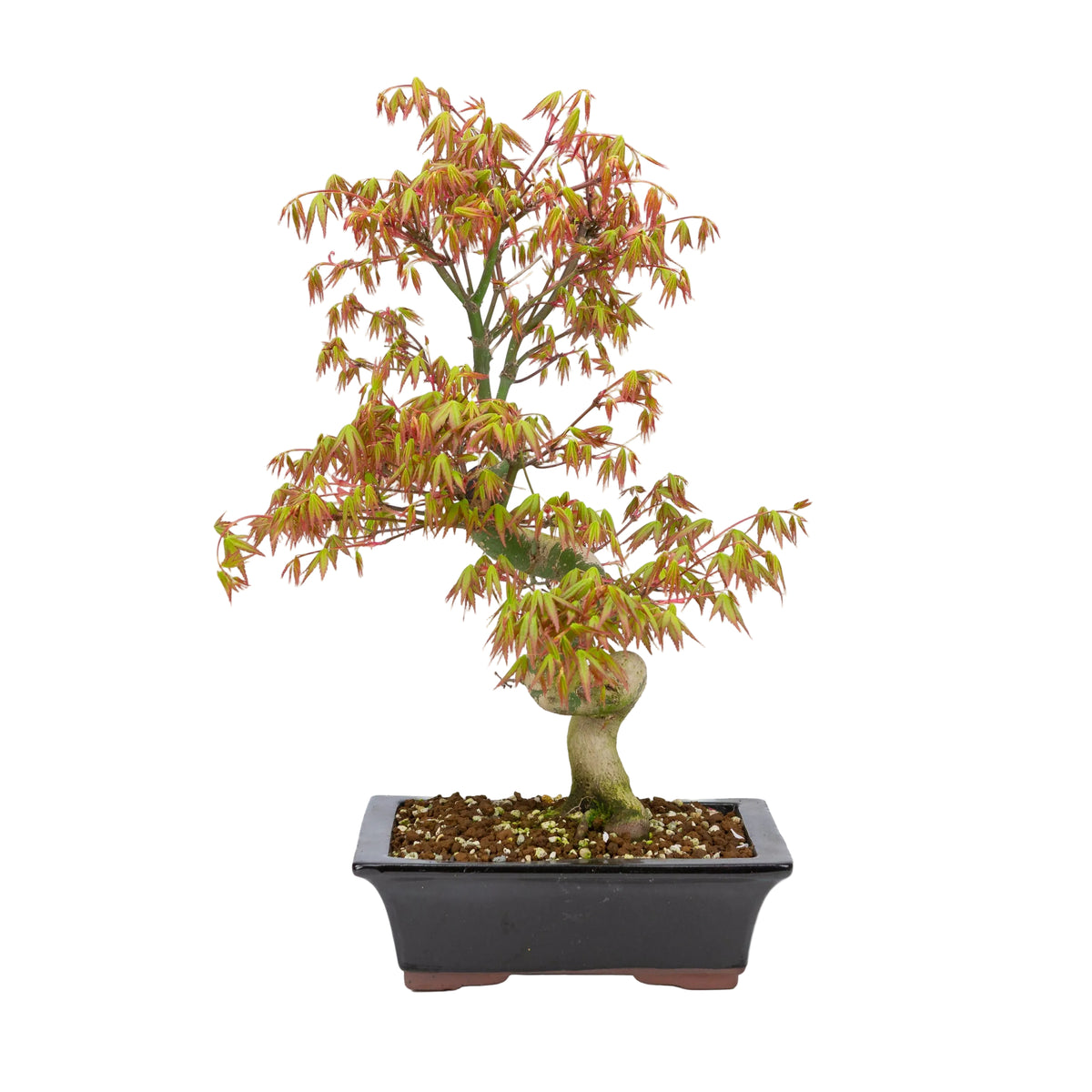 Acer palmatum (japansk ahorn), højde ~47cm