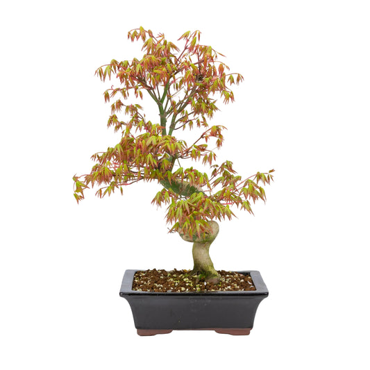 Acer palmatum (japansk ahorn), højde ~47cm