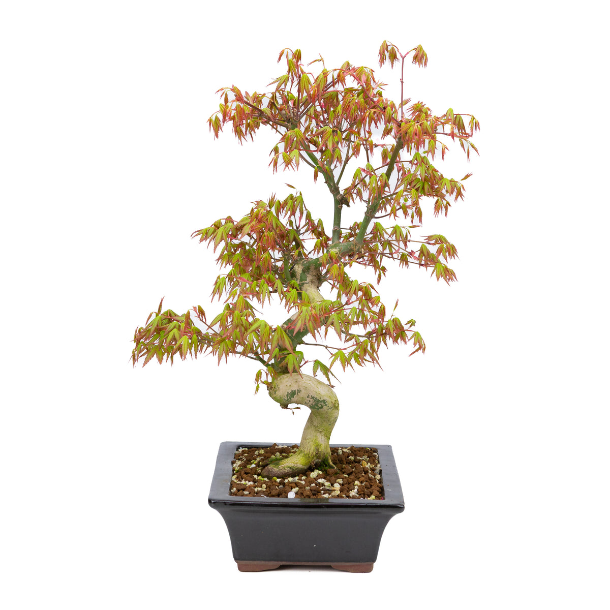 Acer palmatum (japansk ahorn), højde ~47cm