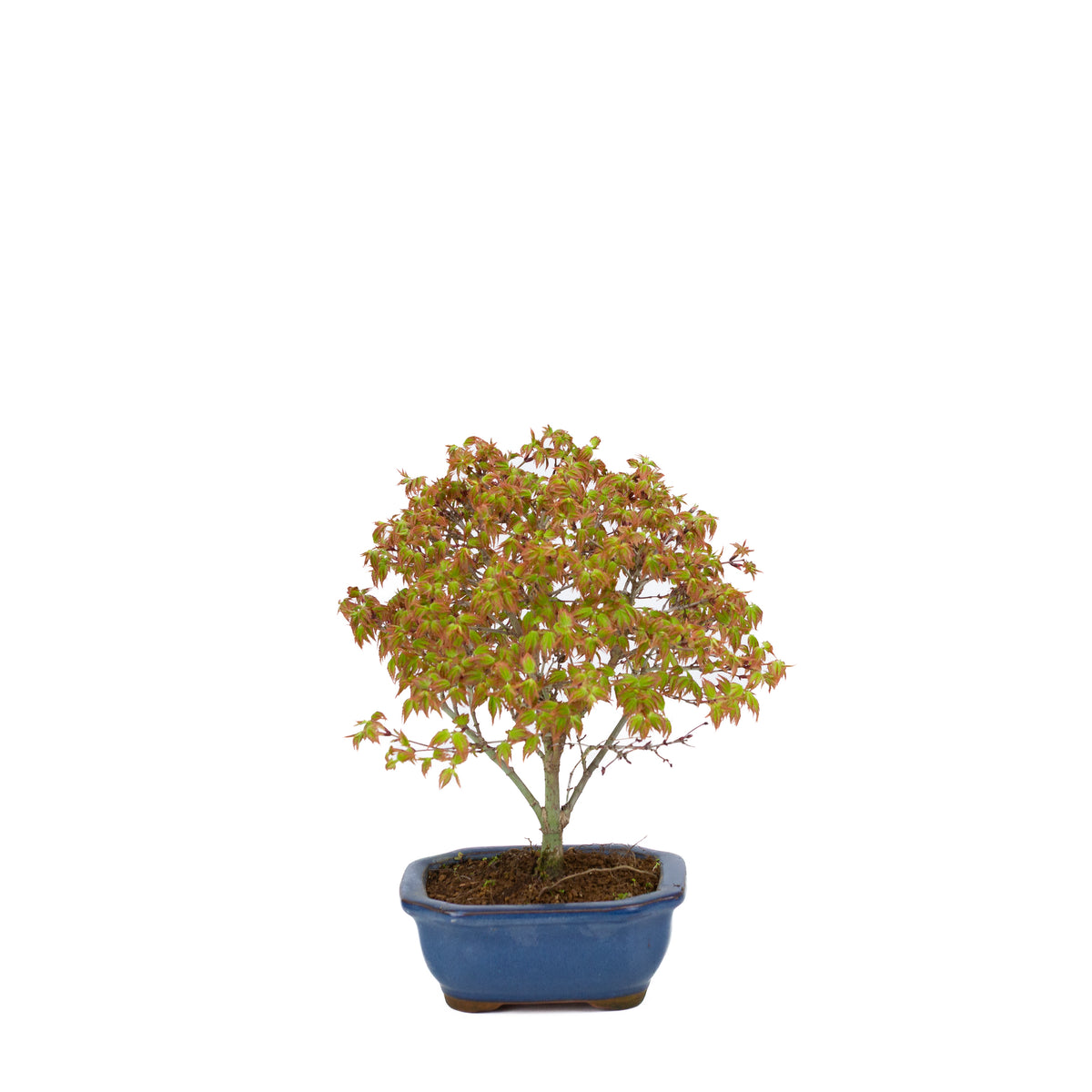 Acer palmatum 'Kiyohime' (japansk ahorn), højde ~28 cm