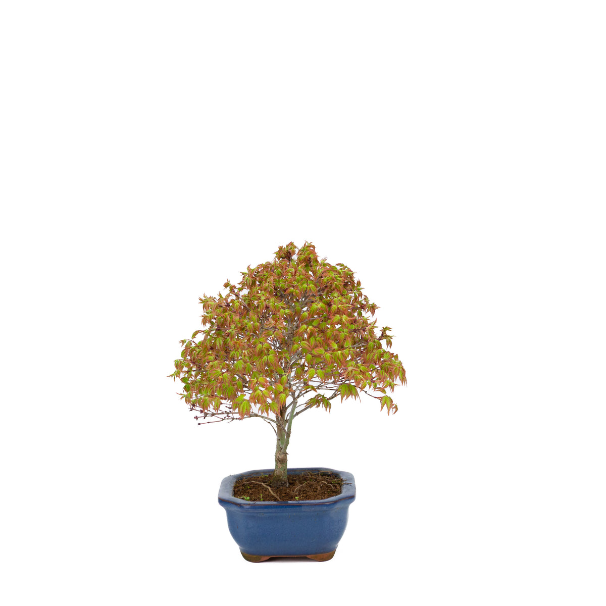 Acer palmatum 'Kiyohime' (japansk ahorn), højde ~28 cm