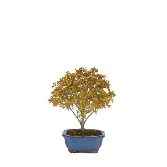 Acer palmatum 'Kiyohime' (japansk ahorn), højde ~28 cm