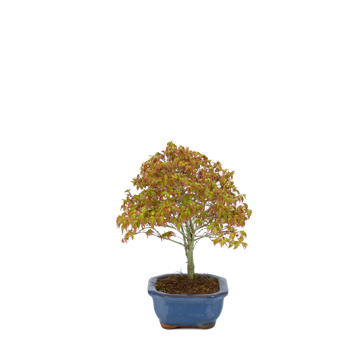 Acer palmatum 'Kiyohime' (japansk ahorn), højde ~28 cm