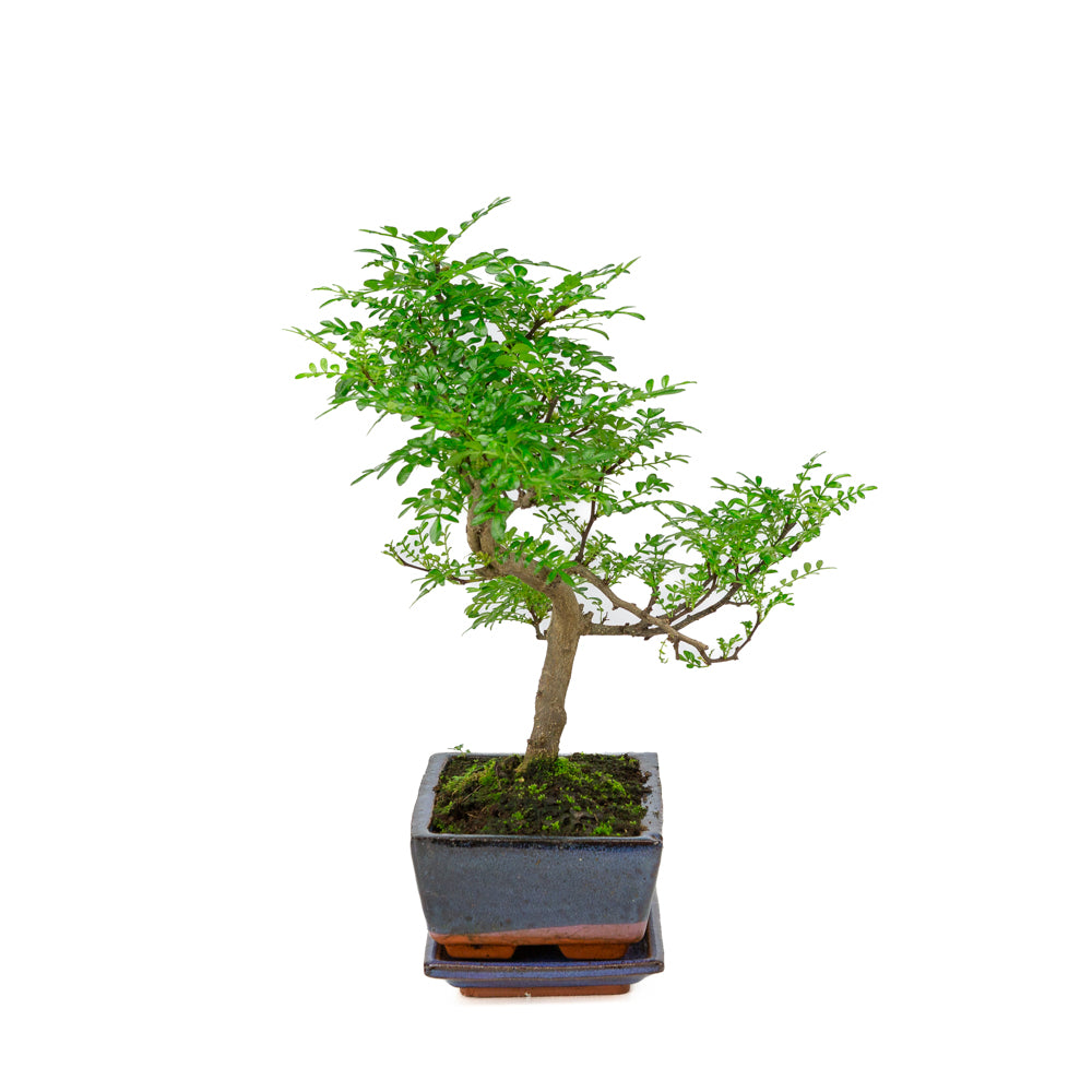 Zanthoxylum piperitium Bonsai i blå potte 20 cm, højde ~33 cm