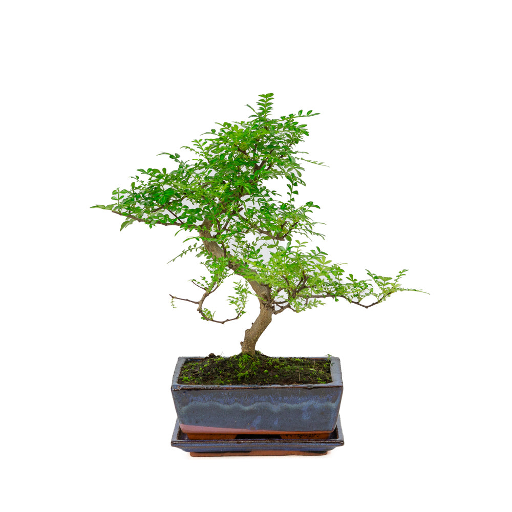 Zanthoxylum piperitium Bonsai i blå potte 20 cm, højde ~33 cm