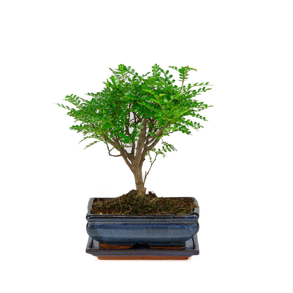 Binnen Bonsai Zanthoxylum piperitium shape blauwe rechthoekige pot 20cm, hoogte ~ 32cm