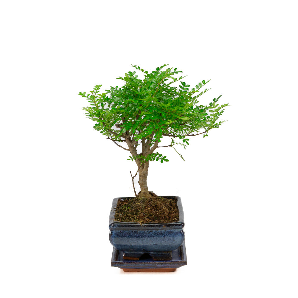 Zanthoxylum piperitum bonsai i blå krukke 20 cm, højde ~32 cm