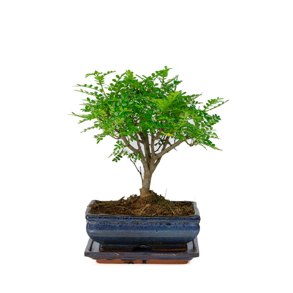 Zanthoxylum piperitum bonsai i blå krukke 20 cm, højde ~32 cm